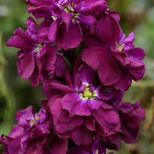 Violet Matthiola Incana Plant Seeds: Premium Quality Flower Seeds for Vibrant Gardens and Effortless Planting