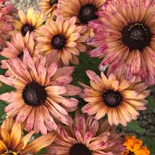 Rudbeckia Sahara Flower Seeds for Vibrant Garden Blooms