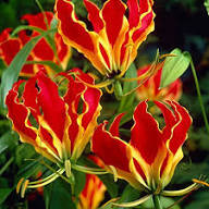 Yellow Red Gloriosa Superba Flower Planting Seeds
