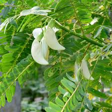 Sesbania Tree Planting Seeds for Thriving Growth and Beautiful Landscaping