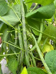 Green Black Rattlesnake Bean Seeds for Planting