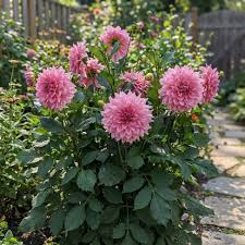 Dahlia Pink Flower Seeds for Planting Vibrant Blooms for Your Garden - Evergrowseeds