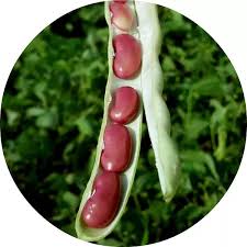 Red Pole Kidney Bean Vegetable Seeds for Easy Planting