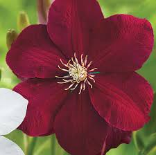 Red Clematis Flower seeds for Planting Vibrant Colors Heirloom & GMO Free Seeds for Home Garden