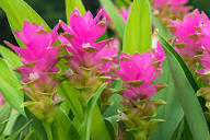 Rhizoma Curcuma Flower Seeds Planting