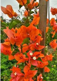 Orange Bougainvillea Flower Seeds for Planting - Vibrant Blooms for Your Garden