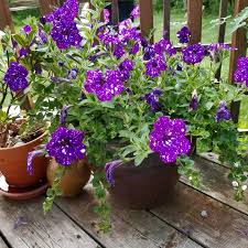 Dark Violet Starry Petunia Flower Seeds for Planting Heirloom NONGMO Seeds for Garden Blooms
Sale