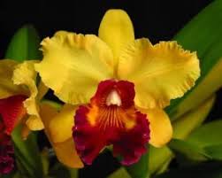 Yellow Cattleya Hybrida Flower seeds for Planting - Shade Tolerant, Heirloom & GMO Free Seeds for Home Garden
