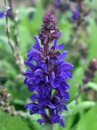 Violet Salvia Meadow Sage Flower seeds for Planting - Cottage Garden Essential, Heirloom & GMO Free Seeds for Home Garde