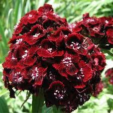 Red William Flower Seeds for Planting