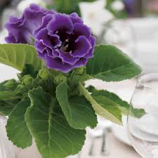 Blue Gloxinia Flower Seeds for Planting