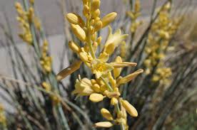 Yellow Yucca Plant Seeds for Easy Planting