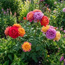 Mixed Rose Rare Bonsai Rainbow Flower Seeds for Planting Vibrant Colorful Bonsai Seeds for Your Garden