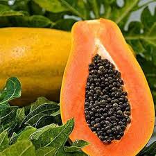 Orange Papaya Seeds for Planting Grow Your Own Fruit
