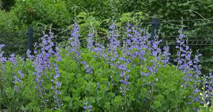 Blue Oxalis Laciniata Flower Seeds for Planting Easy to Grow Heirloom & GMO Free Seeds for Home Garden Sale