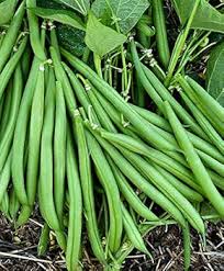 Bush Bean Vegetable Seeds for Easy Planting