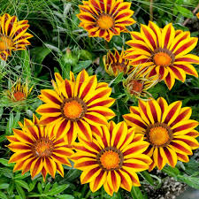 Yellow Red Gazania Rigens Flower Planting Seeds for Vibrant Blossoms in Your Garden