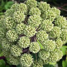 Angelica Seeds for Garden Planting