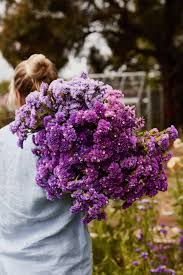 Statice Purple Anziehung Seeds for Stunning Purple Statice Flowers