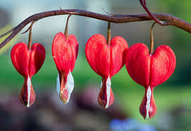 Bleeding Heart or Dicentra spectabilis Flower seeds for Planting - Perfect for Borders, Heirloom & GMO Free Seeds for Home Garden