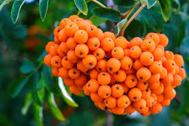 Orange Sorbus Alnifolia Seeds for Fruit Planting - Brighten Your Garden!