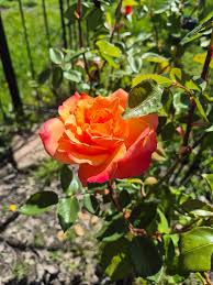 Orange Rainbow Potted Rose Flower Seeds for Planting Vibrant Colors Heirloom & GMO Free Seeds for Home Garden
Sale