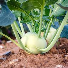 White Kohlrabi Vegetable Seeds for Garden Planting
