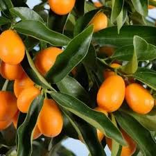 Orange Kumquat Tree Seeds for Planting Grow Your Own Citrus