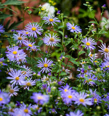 Blue Frikartii Flower Seeds for Planting - Evergrowseeds