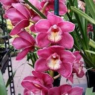 Nema Cymbidium Orchid Flower seeds for Planting - Drought Tolerant, Heirloom & GMO Free Seeds for Home Garden