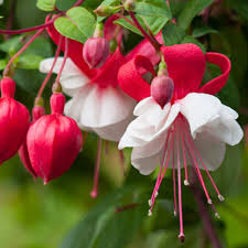 Red and White Fuchsias Seeds for Planting