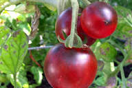 Mixed Blueberries Tomato Seeds for Planting
