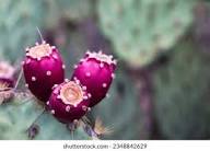 Opuntia Pink Cactus Seeds for Planting | Unique Desert Plant
