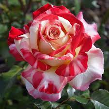 Mixed Holland Rose Flower Seeds for Planting Garden Favorite Heirloom & GMO Free Seeds for Home Garden
Sale