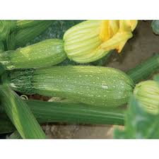 Green Ronde de Vegetable Seeds for Easy Planting