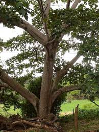 Balsa Tree Seeds For Lightweight Planting