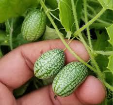 Green Scabra Vegetable Planting Seeds - Grow Fresh Greens