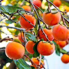 Persimmon Seeds for Planting - Grow Delicious Fruit Trees