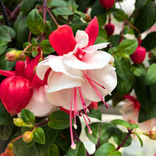 Red Light Pink Double Petals Fuchsia Seeds for Planting Garden Favorite Heirloom & GMO Free Seeds for Home Garden Sale