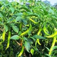 Green Pepper Vegetable Seeds for Easy Planting