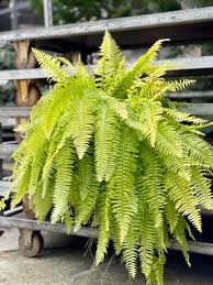 Blue Green Fern for Planting Low Maintenance Heirloom & GMO Free Seeds for Home Garden
Sale