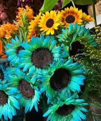 Sea Green Sunflower Perennial Flower Seeds for Planting Colorful Display Heirloom & GMO Free Seeds for Home Garden
Sale