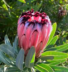 Mixed Color Neriifolia Flower Seeds for Planting Colorful Display Heirloom & GMO Free Seeds for Home Garden
Sale