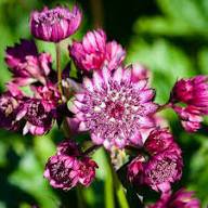 Astrantia Masterwort Purple Planting Seeds