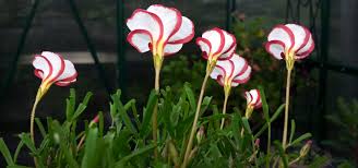 Candy Cane Sorrel Seeds for Planting Vibrant, Easy-to-Grow Perennial Garden Plant