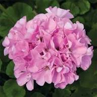 Violet Univalve Geranium Flower Seeds for Planting Perfect for Borders Heirloom & GMO Free Seeds for Home Garden
Sale