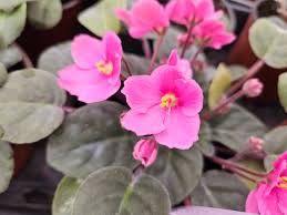 Pink White African Violet or Saintpaulia ionantha. Flower seeds for Planting - Cottage Garden Essential, Heirloom & GMO