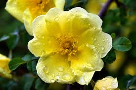 Yellow Hugo Rose Flower Seeds Planting