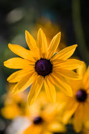 Yellow Rudbeckia Triloba Flower seeds for Planting - Long Bloom Season, Heirloom & GMO Free Seeds for Home Garden