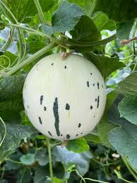 White Leopard Melon Vegetable Seeds for Planting - Seed for Unique and Flavorful Harvests in Your Garden